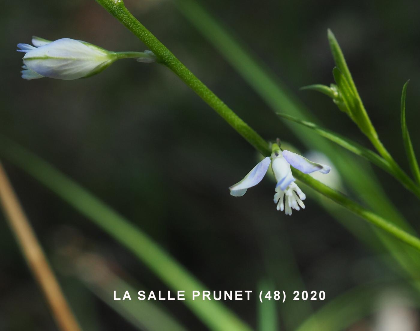 Milkwort, Thyme-leaved flower